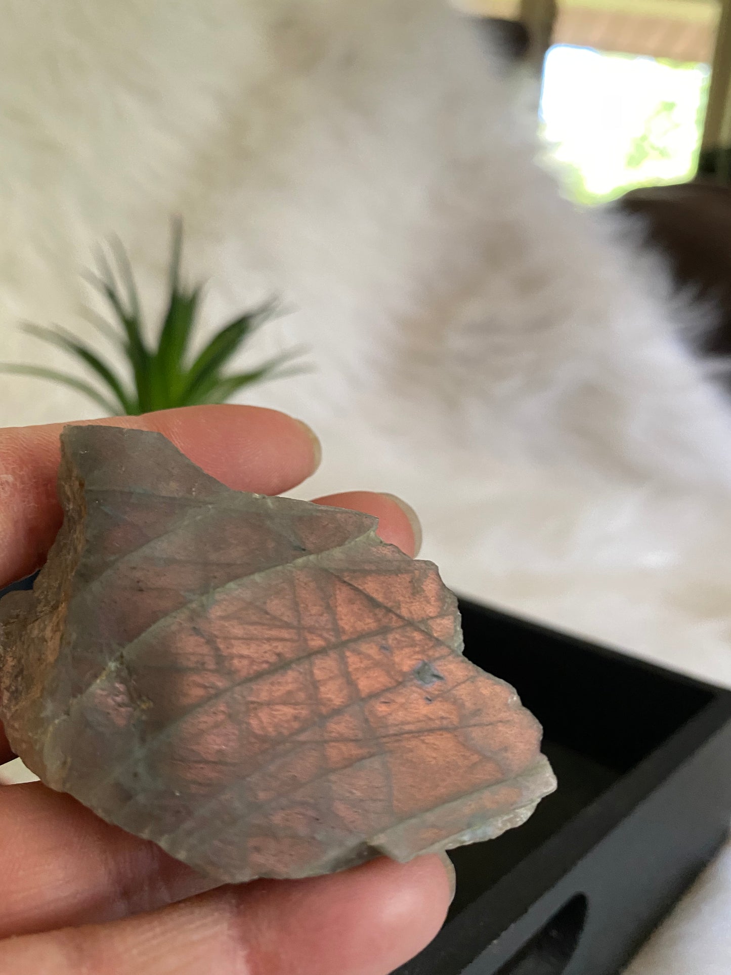 Labradorite Raw Palm